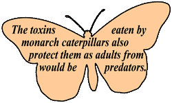 The toxins eaten by the monarch caterpillars also protect them as adults from would be predators.