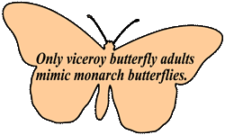 Only viceroy adults mimic monarch butterflies.