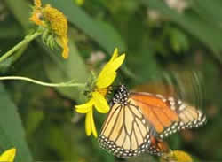 Picture of a butterfly fluttering on a yellow flower.