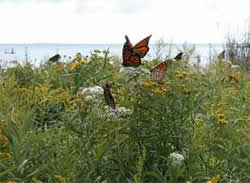 Picture of monarch butterflies on goldenrod and other flowers along the shoreline of Peninsula Point, Lake Michigan.