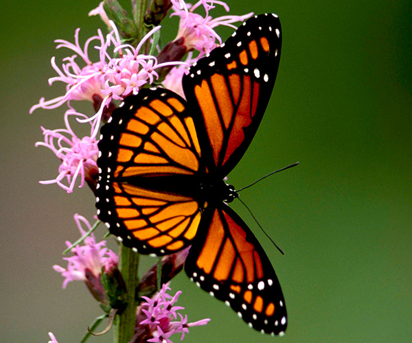 monarch butterfly on flower