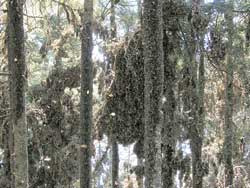 Picture of thousands of monarch butterflies congregating in the forest.
