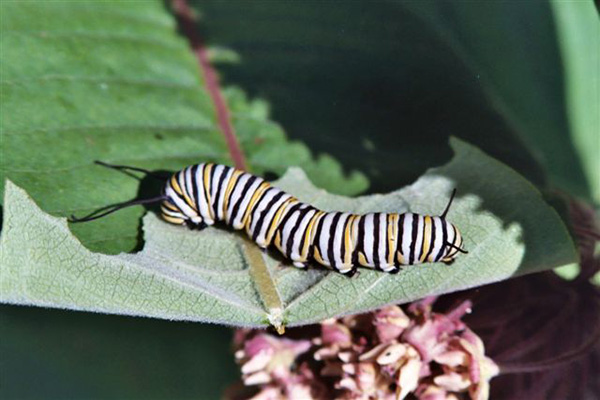 Picture of a monarch larva on the back of a milkweed leaf. Milkweed flowers are included.