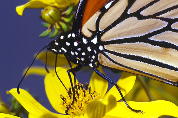 Closeup picture of a monarcy butterfly on a yellow flower.