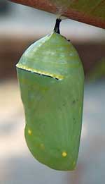 Closeup picture of a green monarch butterfly chrysalis.