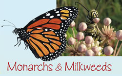 Monarchs and Milkweeds. Monarch butterfly adult and larvae.