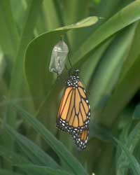 Closeup picture of a newborn monarch butterfly immediately after leaving its chrysalis, hanging from the chrysalis.