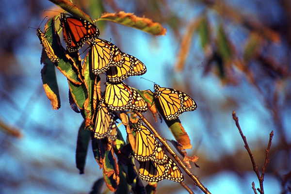 Closeup picture of adult Monarch butterflies congregating on a branch.