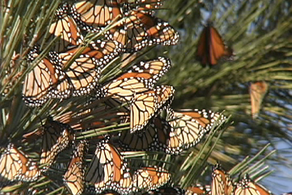Monarch Butterfly Migration and Overwintering