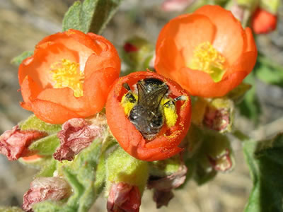 Globe mallow bee foraging for pollen on Munro's globemallow.