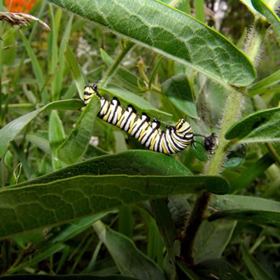 Monarch butterfly larva on butterfly weed.