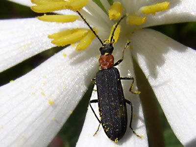 beetle on a white flower.
