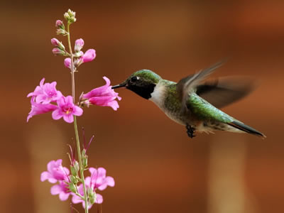 Anna’s Hummingbird feeding on flower blossom.