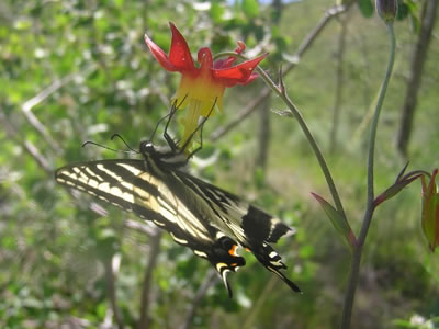 Pale Swallowtail butterfly (Papilio eurymedon) on columbine (Aquilegia sp.).