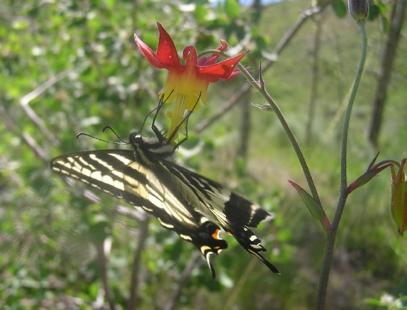 butterfly pollination