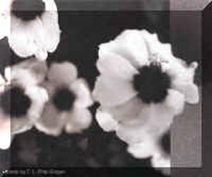 A the flower as bees may view it. A less detailed black and white image. The centers of the flower are dark.