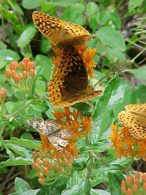 butterfly pollination