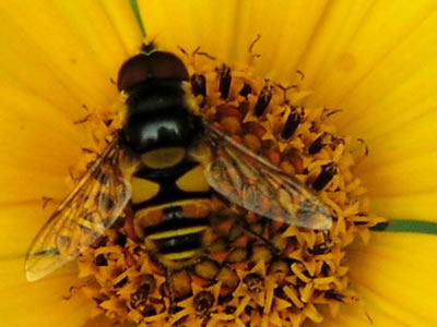 syrphid fly on a yellow flower.