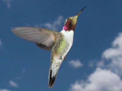 ruby throated hummingbird in flight.