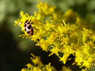 ladybug on a yellow flower.