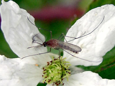 Mosquito on a white flower.