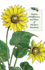 Cover page of Native Wildflowers and Bees of Western Montana.