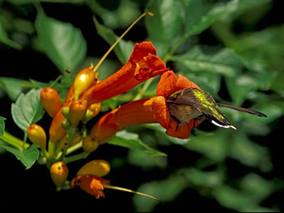 ruby-throated hummingbird in a trumpet creeper flower.