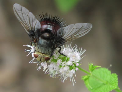 Tachinid fly on catnip flower.