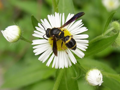 Potter wasp on a white aster flower.