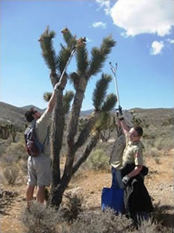 Volunteers collecting Joshua tree seed pods.