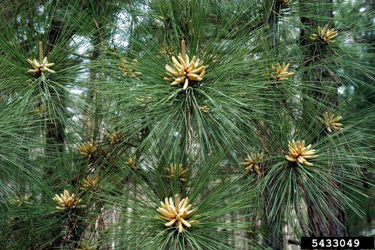 Loblolly pine (Pinus taeda) branch tips with flowers.