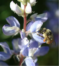 Bombus flavifrons on a lupine flower.
