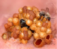 bumblebees nesting in fiberglass insulation.