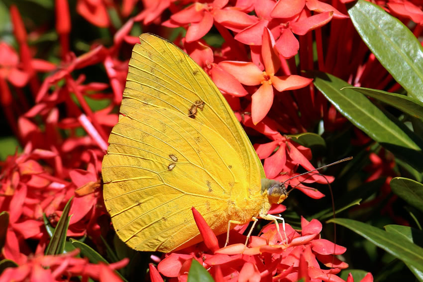 yellow butterflies identification