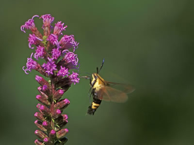 A snowberry clear wing moth is sipping nectar from a blazing star.