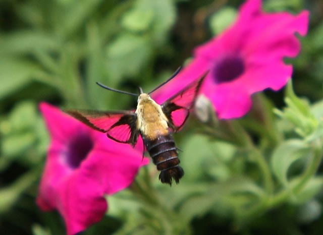 hummingbird moth size