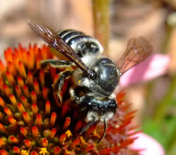 A female megachile bee working over a purple coneflower.