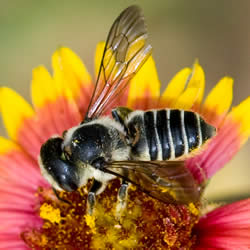 A female megachile leafcutter bee collecting pollen from a blanketflower.