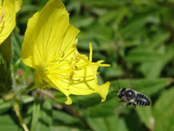 A female megachile leafcutter bee approaches an evening primrose.