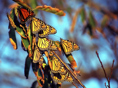 Closeup adult Monarch butterflies congregating on a branch.