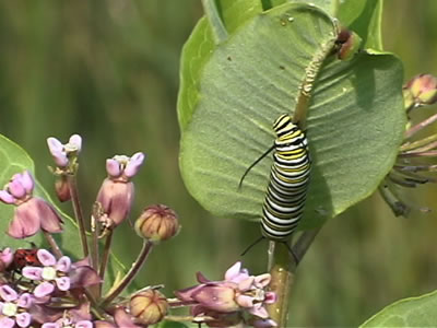 monarch larva on the back of a milkweed leaf. Milkweed flowers are included.