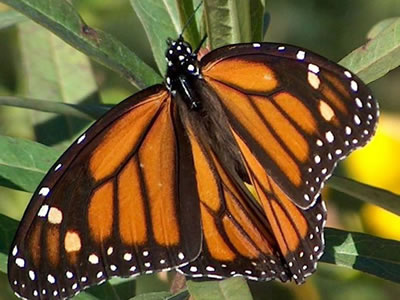monarch butterfly.
