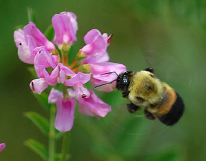 What's Causing the Cute Rusty-Patch Bumble Bee to Go Extinct?