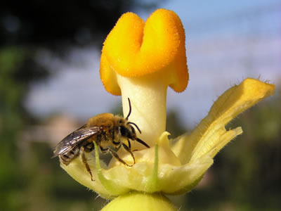 squash bee on a squash flower.