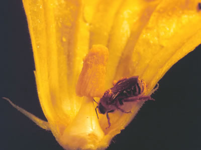 Xenoglossa spp. on a squash flower.