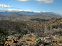 Desert landscape with agaves.