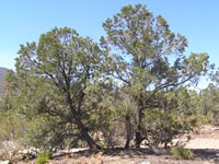 Singleleaf pinyon pine (Pinus monophylla).