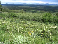 View from Cement Ridge with arrowleaf balsamroot in the foreground.