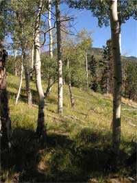 aspen stand at Mosca Pass with an open understory allowing a complete layer of grasses and forbs to cover the ground.