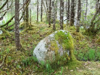 Moss grows on a boulder.
